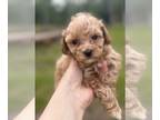 Poodle (Toy) PUPPY FOR SALE ADN-784857 - Toy poodle puppy