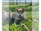 Shiba Inu PUPPY FOR SALE ADN-784859 - Snickers