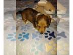 Dachshund PUPPY FOR SALE ADN-784864 - CKC Mini Dachshund Puppy Greta