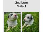 Australian Shepherd PUPPY FOR SALE ADN-784868 - Australian Shepherd Male 1 born