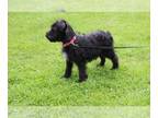 Schnoodle (Miniature) PUPPY FOR SALE ADN-784872 - Beautiful Schnoodle for Sale