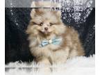 Pomeranian PUPPY FOR SALE ADN-784903 - AD 1 Adorable Pomeranians ready