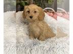 Cockapoo PUPPY FOR SALE ADN-784908 - Cookie