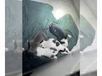 American Pit Bull Terrier PUPPY FOR SALE ADN-784913 - Purebred Pitt Bull