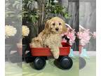 Cockapoo PUPPY FOR SALE ADN-784915 - Chester