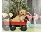 Cockapoo PUPPY FOR SALE ADN-784916 - Chief