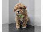 Poodle (Toy) PUPPY FOR SALE ADN-784917 - Toy Poodle Peanut