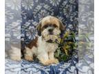 Shih Tzu PUPPY FOR SALE ADN-784922 - Adorable Shih Tzu Puppy