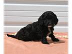 Goldendoodle (Miniature) PUPPY FOR SALE ADN-784925 - Mini Goldendoodle For Sale