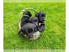 Labrador Retriever PUPPY FOR SALE ADN-784930 - Black Lab Mix Puppies