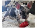 French Bulldog PUPPY FOR SALE ADN-784933 - 1 Lilac Merle with tan points left