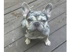 French Bulldog PUPPY FOR SALE ADN-784934 - Female Merle 2yrs old