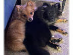 Chiranian PUPPY FOR SALE ADN-784935 - ONLY 2 LEFT ADORABLE POMCHIS PUPPIES FOR