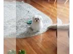 Maltese PUPPY FOR SALE ADN-784936 - Adult Male Purebreed Maltese