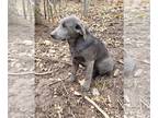 Labrador Retriever PUPPY FOR SALE ADN-784942 - AKC Lab charcoal male