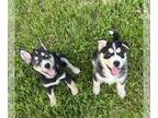 Bernese Mountain Dog-Siberian Husky Mix PUPPY FOR SALE ADN-784943 - Husky