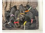 German Shepherd Dog PUPPY FOR SALE ADN-784953 - GSD Puppies
