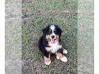 Bernese Mountain Dog PUPPY FOR SALE ADN-784956 - Akc Bernese Mountain Dogs