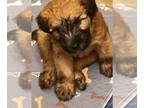 Soft Coated Wheaten Terrier PUPPY FOR SALE ADN-784960 - Dyna Ryder Soft Coated