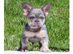 French Bulldog PUPPY FOR SALE ADN-784971 - French Bulldog