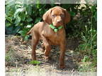 Vizsla PUPPY FOR SALE ADN-784976 - Lady