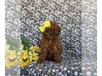 Poodle (Toy) PUPPY FOR SALE ADN-784977 - Adorable Toy Poodle Puppy