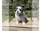 Miniature Bernedoodle PUPPY FOR SALE ADN-784980 - Piper F1B Mini Bernedoodle