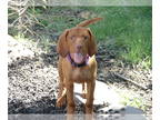 Vizsla PUPPY FOR SALE ADN-784997 - Piper