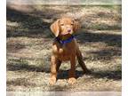 Vizsla PUPPY FOR SALE ADN-785000 - Bo