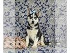 Siberian Husky PUPPY FOR SALE ADN-785005 - ACA reg Husky Puppy