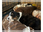 Australian Shepherd PUPPY FOR SALE ADN-785008 - Perdys Puppies