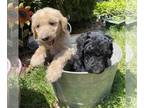 Labradoodle PUPPY FOR SALE ADN-785029 - Labradoodles