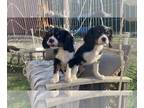 Cavalier King Charles Spaniel PUPPY FOR SALE ADN-785030 - Twin boys avaliable