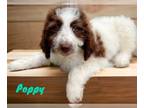 Pyredoodle PUPPY FOR SALE ADN-785031 - Beautiful sable and white female