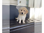 Golden Retriever PUPPY FOR SALE ADN-785032 - AKC Registered Golden Retriever