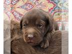Labrador Retriever PUPPY FOR SALE ADN-785045 - Only buy AKC DNA HEALTH tested