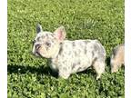 French Bulldog PUPPY FOR SALE ADN-785047 - Lilac Tan Merle Female