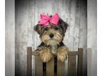 Yorkshire Terrier PUPPY FOR SALE ADN-785051 - Female Yorkie