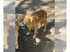 Golden Retriever DOG FOR ADOPTION ADN-784806 - Female Golden retriever AKC