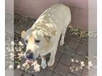 Labrador Retriever DOG FOR ADOPTION ADN-784701 - Female Yellow Lab