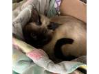 Adopt 1910-C23 a Siamese