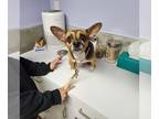 Pembroke Welsh Corgi Mix DOG FOR ADOPTION RGADN-1100608 - Wheezy - Corgi /