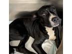 Adopt Vernita Green 24-04-128 a Terrier