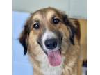 Adopt Birdie 24-04-143 a Shepherd, Border Collie