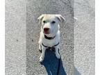 Beagle-Huskies Mix DOG FOR ADOPTION RGADN-1127125 - Charmander 0426 - Husky /