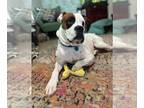 Boxer Mix DOG FOR ADOPTION RGADN-1139789 - Tiny Tim - Boxer / Mixed Dog For