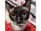 Adopt Roulette a Siamese