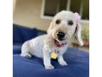 Adopt Scroodle a Poodle