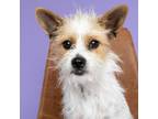 Adopt Sally a Terrier