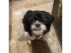 Adopt Cookie a Shih Tzu